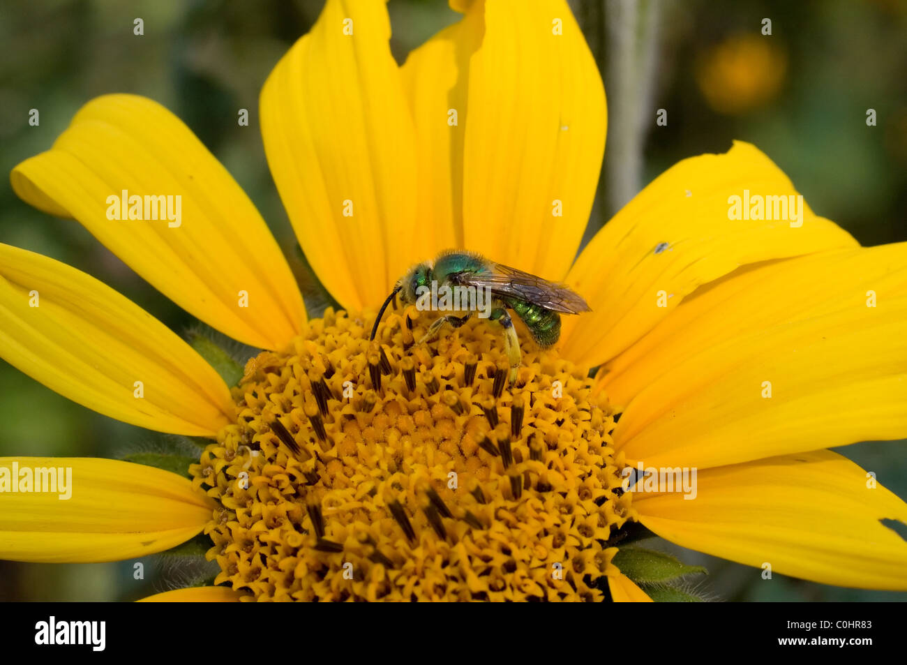 Schwitzen Sie, Biene (Halictidae) Fütterung von eine mexikanische Sonnenblume (Tithonia Tubaeformis) Stockfoto