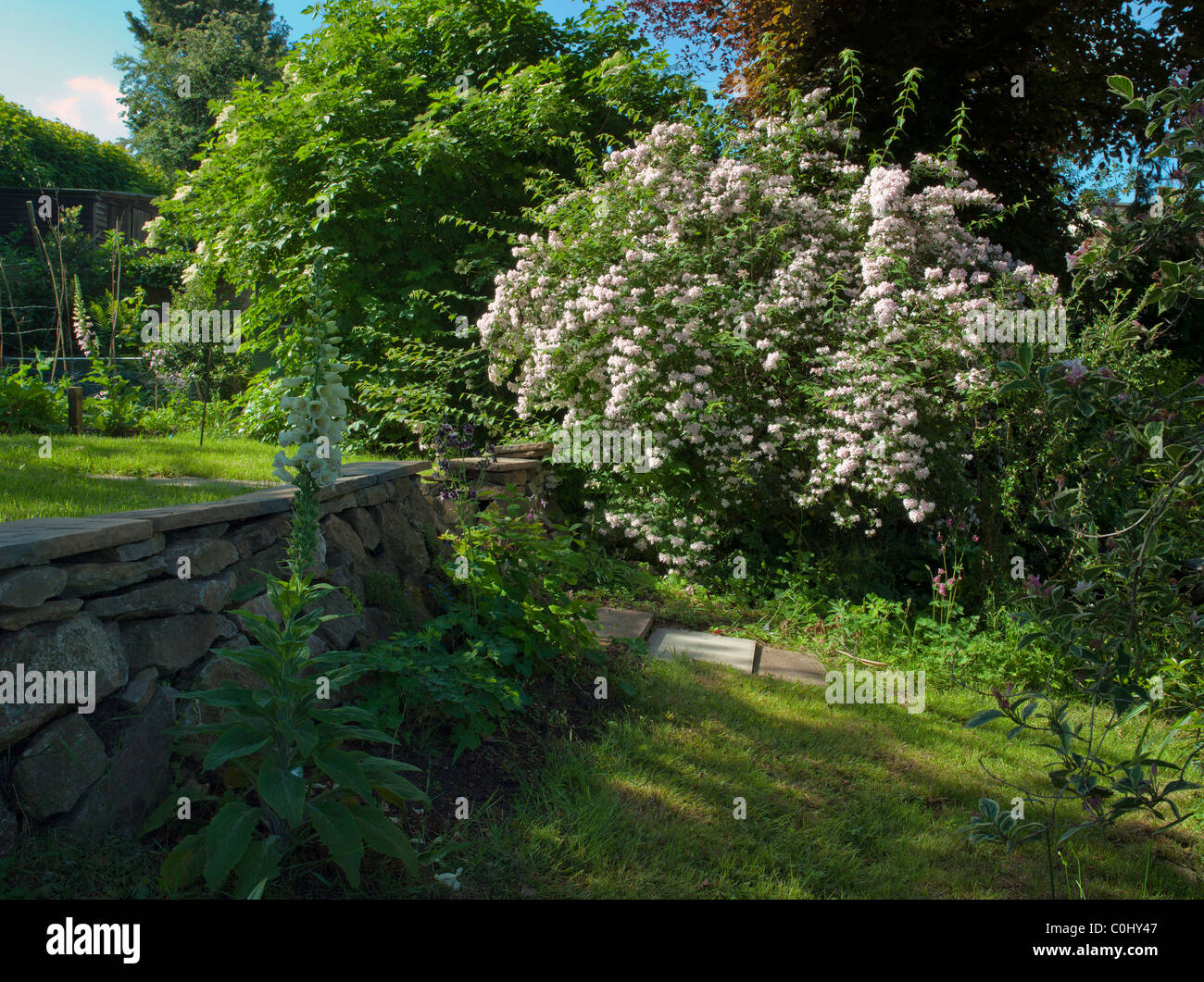 FINGERHUT UND DIPELTA FLORIBUNDA STRAUCH IM GARTEN UK Stockfoto