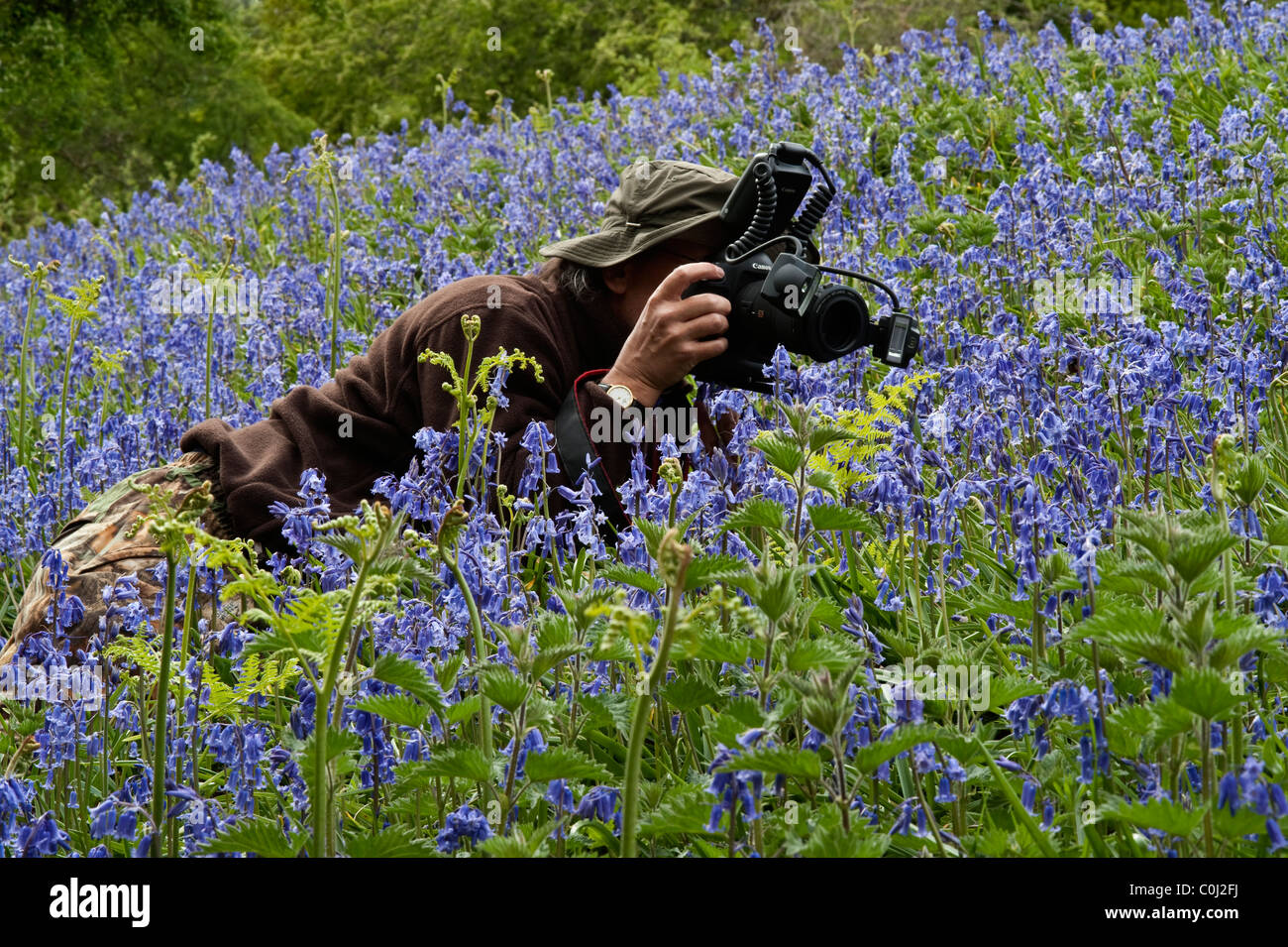 Mann Fotografieren unter Glockenblumen (Endymion nicht-Scriptus) Blumen Ghyll Wald Dufton Seenplatte Cumbria England UK Europe Stockfoto