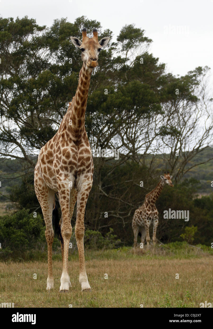 SÜDAFRIKANISCHE GIRAFFEN SEAVIEW LION PARK AFRIKA MEERBLICK PORT ELIZABETH ÖSTLICHEN CAPE SÜD AFRIKA SEAVIEW LION PARK SOUTH AFRI Stockfoto