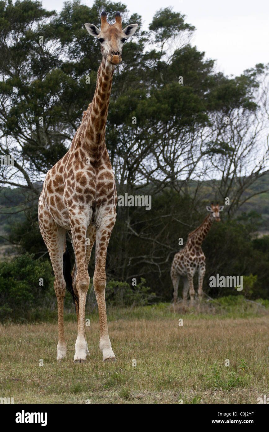 SÜDAFRIKANISCHE GIRAFFEN SEAVIEW LION PARK AFRIKA MEERBLICK PORT ELIZABETH ÖSTLICHEN CAPE SÜD AFRIKA SEAVIEW LION PARK SOUTH AFRI Stockfoto