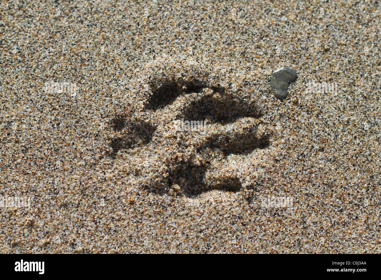 Fußdruck in Sand, Hund, Katze, Fuchs Stockfoto