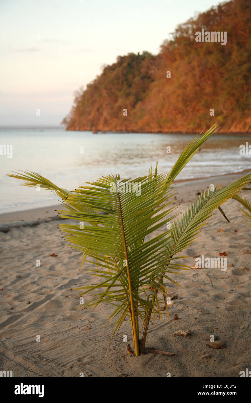 Palm-Anlage am Strand in Punta Leona, Costa Rica. Stockfoto