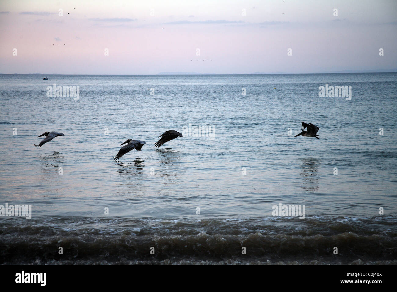 Fliegende braune Pelikane auf der Suche nach Nahrung. Stockfoto