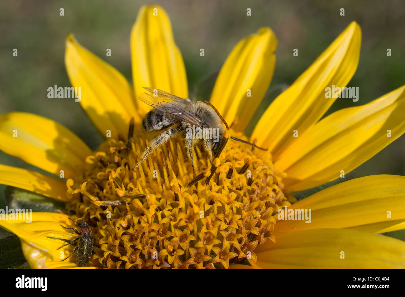 Lange einsame weiße gehörnte männliche Biene Fütterung aus mexikanischen Sonnenblumen Stockfoto