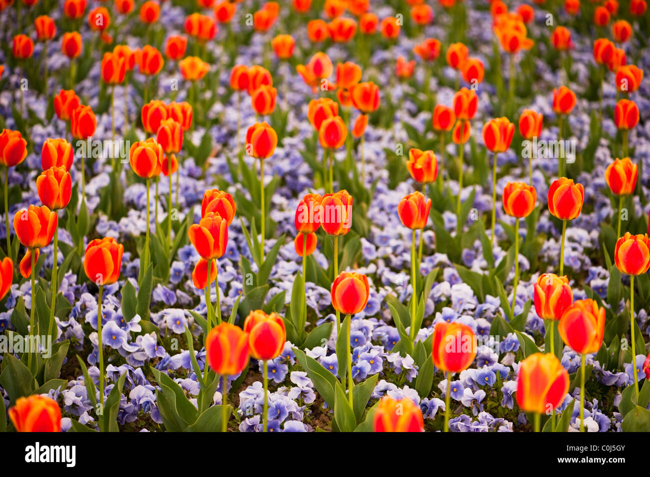 Bunte Tulpen und Stiefmütterchen Blumen-Muster auf Blumenbeet im Frühjahr Stockfoto