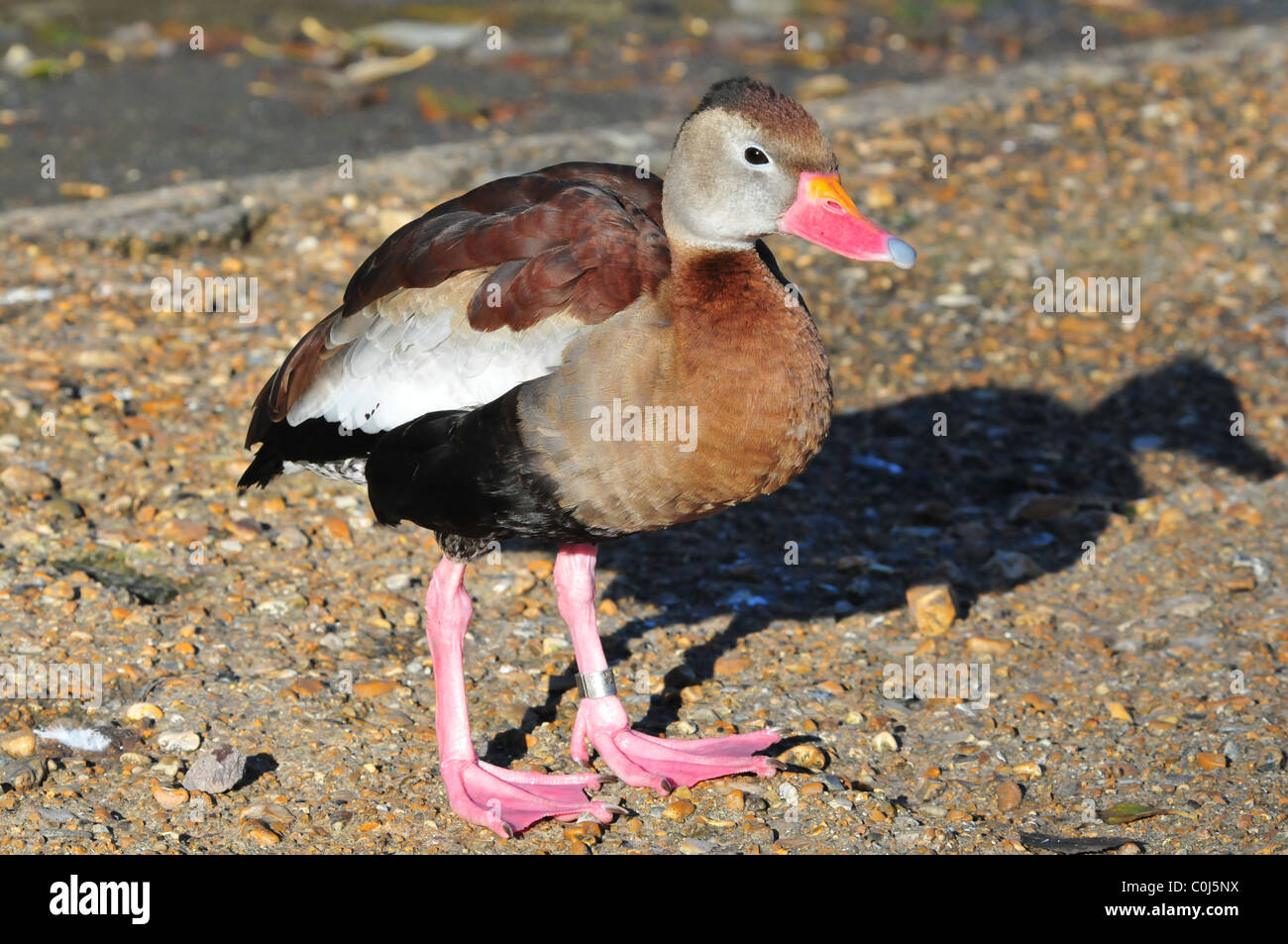 Schwarzbäuchigen pfeifende Ente Stockfoto