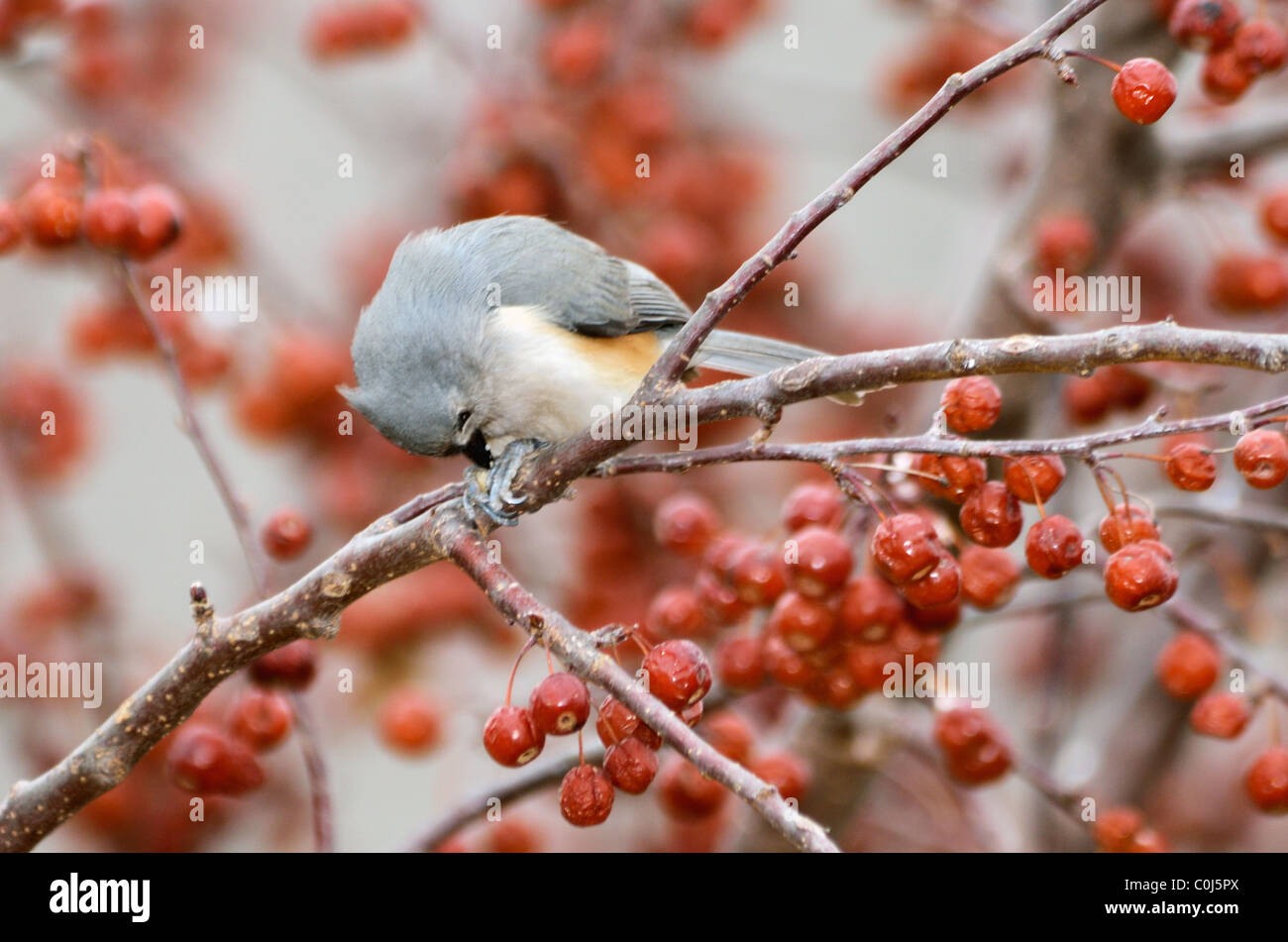 Eine getuftete Meise, Baeolophus bicolor, Sitzstangen in einem crabapple Tree und Küsschen an Sonnenblumenkernen. Oklahoma, USA. Stockfoto