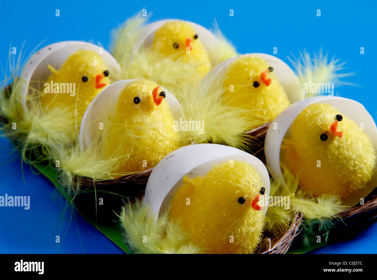 Sechs süße Ostern Küken in ihren Eierschalen Stockfoto