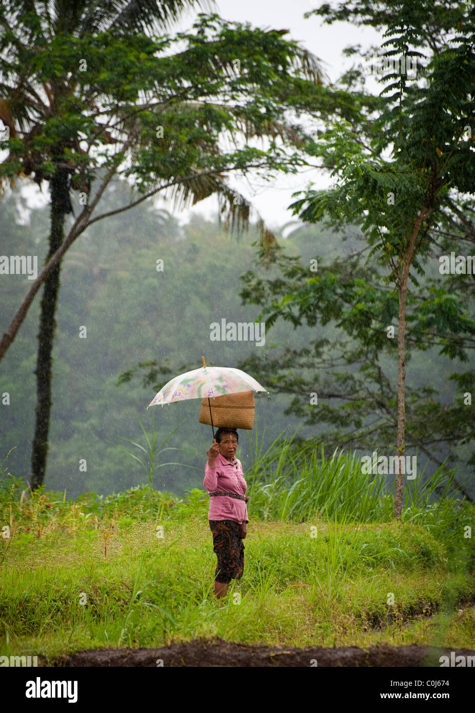 Eine balinesische Frau Rückkehr aus einer Hindu-Tempel-Zeremonie mit einem Korb voller Angebote führt durch ein Reisfeld im Regen. Stockfoto