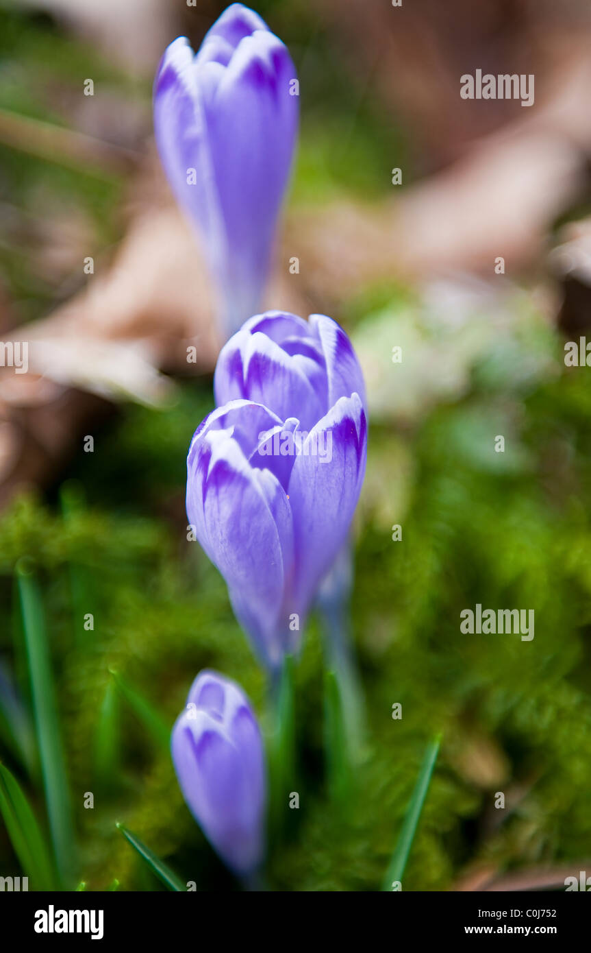 Blau crocus Stockfoto