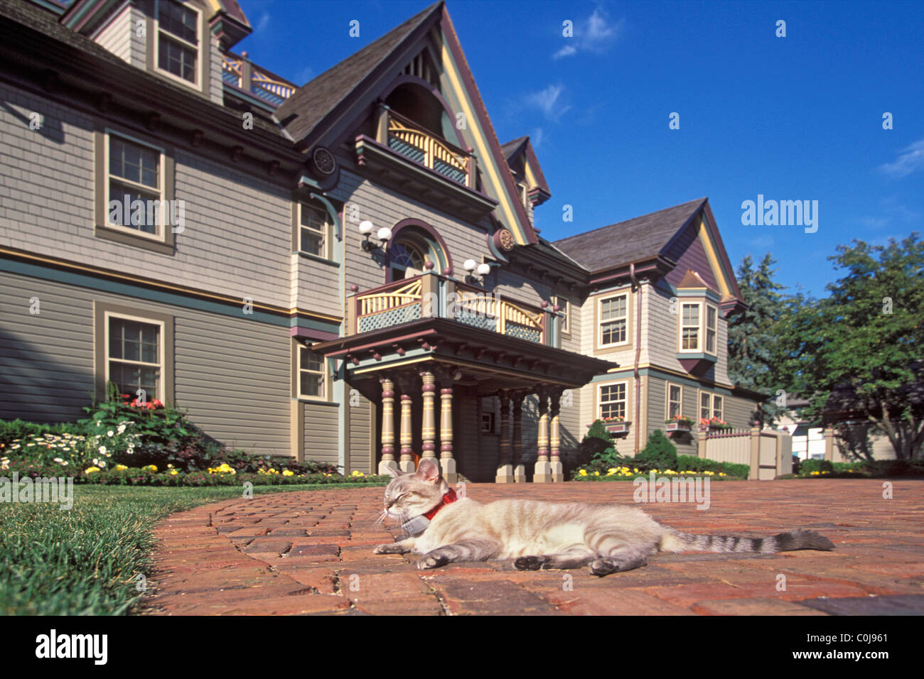 KATZE ENTSPANNT IN DER SONNE AUF ZIEGEL RONDELL VOR "PAINTED LADY" NACH HAUSE IN GEHOBENEN VORORT VON MINNEAPOLIS, MINNESOTA. Stockfoto