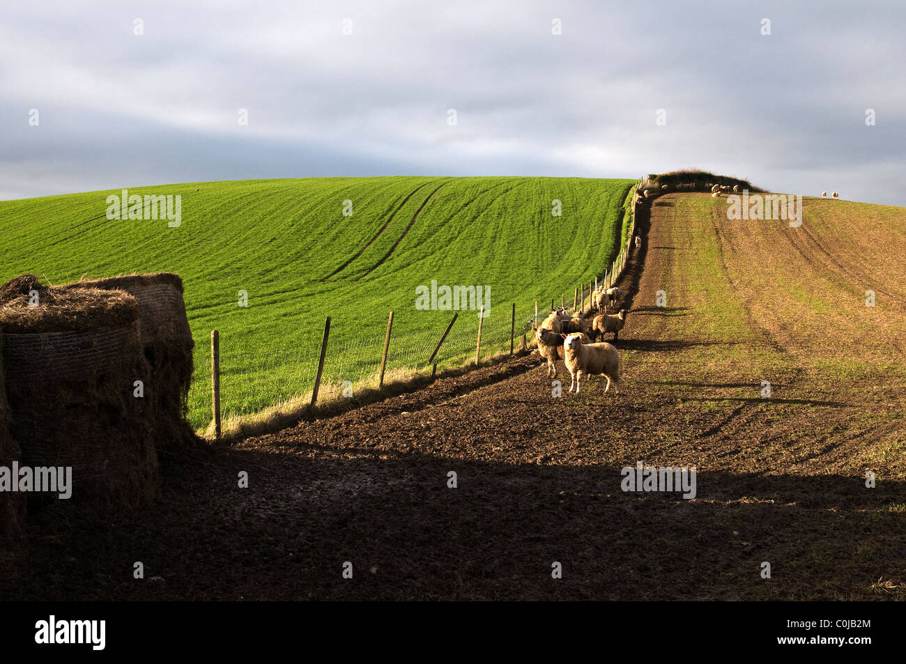 Schafzucht mit üppigen Devon Feldern und Grenzzaun mit sheep,bales,,Devon.path, Weg, Feld, Natur, ländliche, Frieden, graz Stockfoto