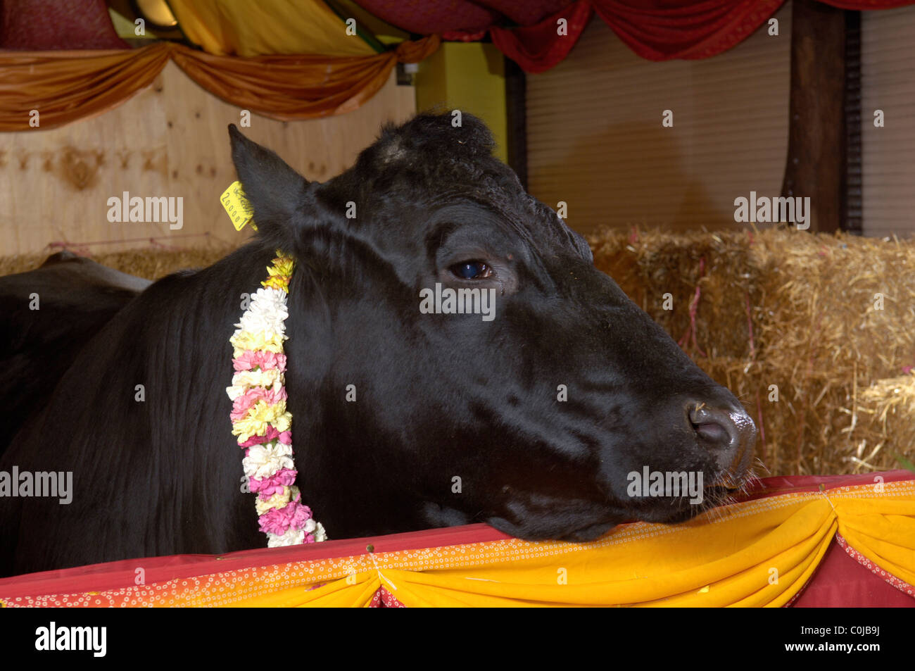 Shambo eine friesische Bull lebte in der Hindutempel Skanda Vales bevor geschlachtet für Bovine TB positiv getestet Stockfoto
