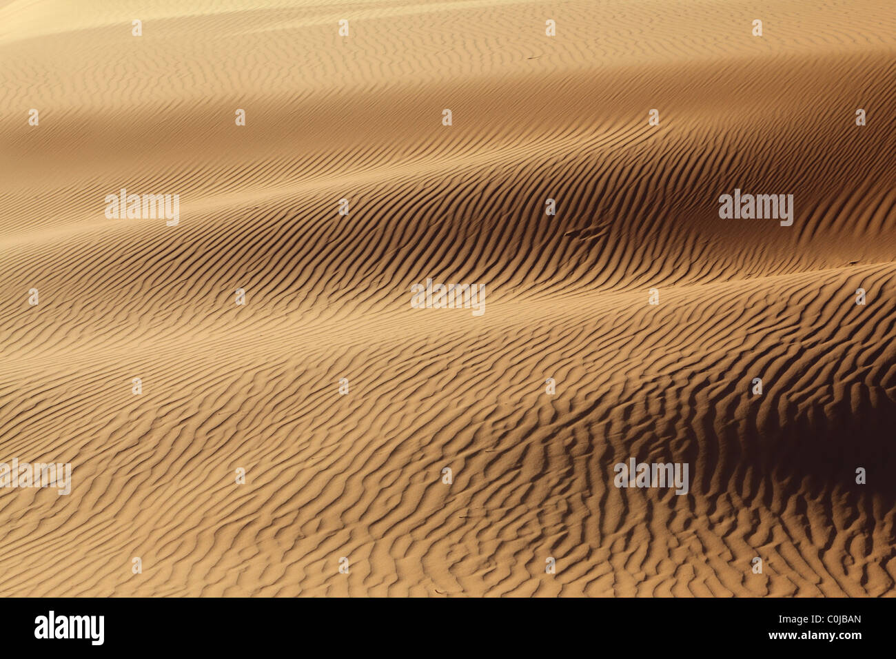 Am frühen Morgen auf den orangefarbenen Sanddünen Stockfoto