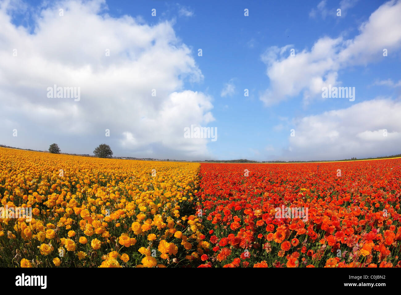 Frühlingstag auf roten und gelben Blüten, fotografiert von einem Objektiv "Fischauge" Stockfoto