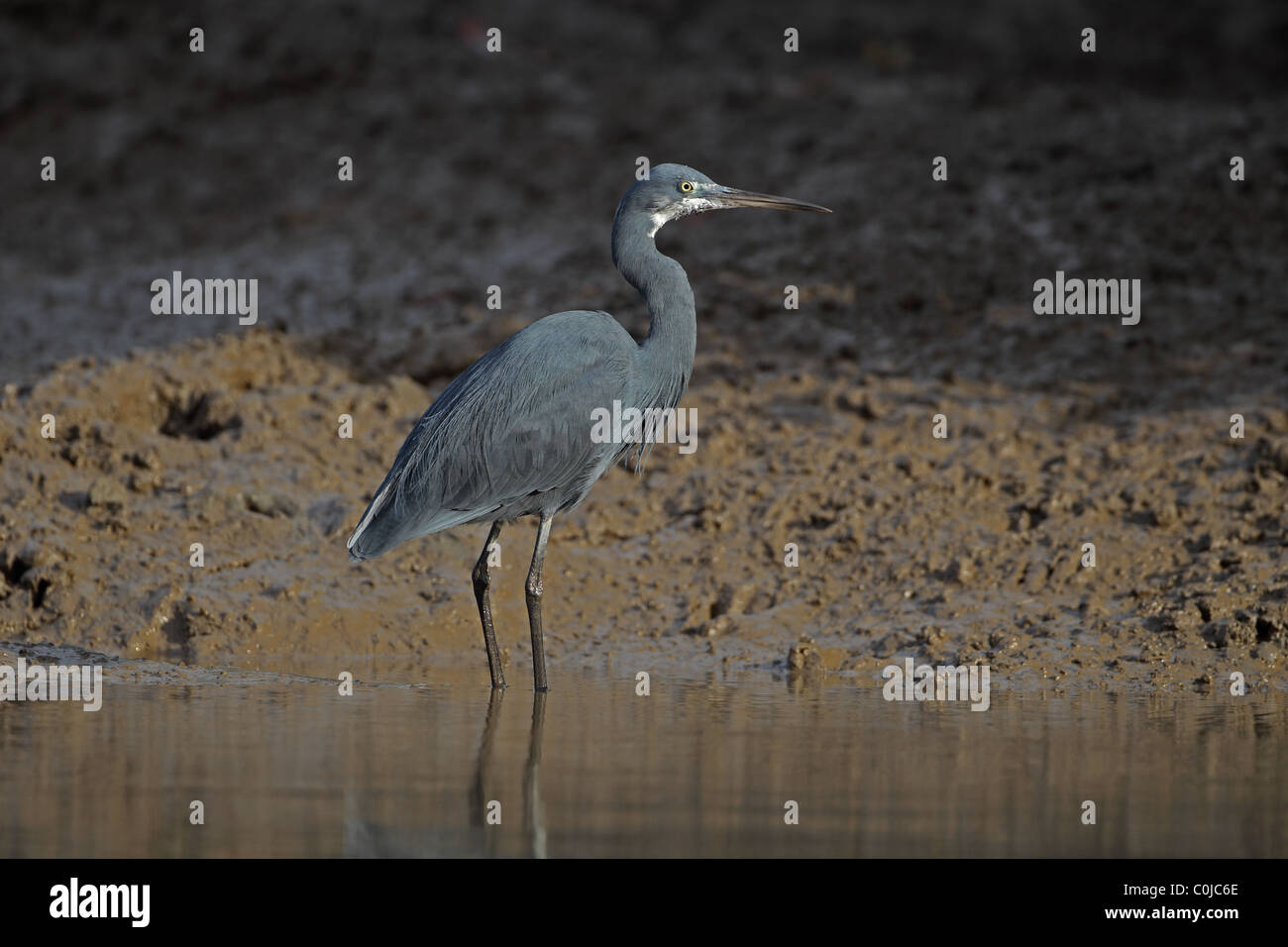 Western Reef Silberreiher (Egretta Gularis) Stockfoto