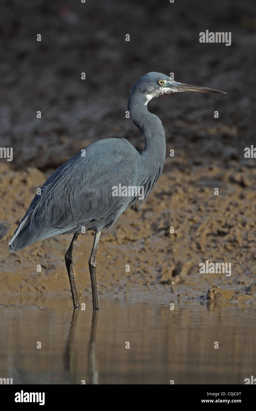 Western Reef Silberreiher (Egretta Gularis) Stockfoto