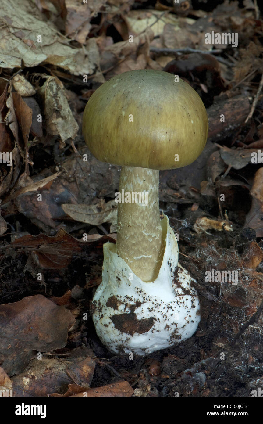 Death Cap, Bestatter Cap (Amanita Phalloides). Fruchtkörper auf dem Waldboden. Stockfoto
