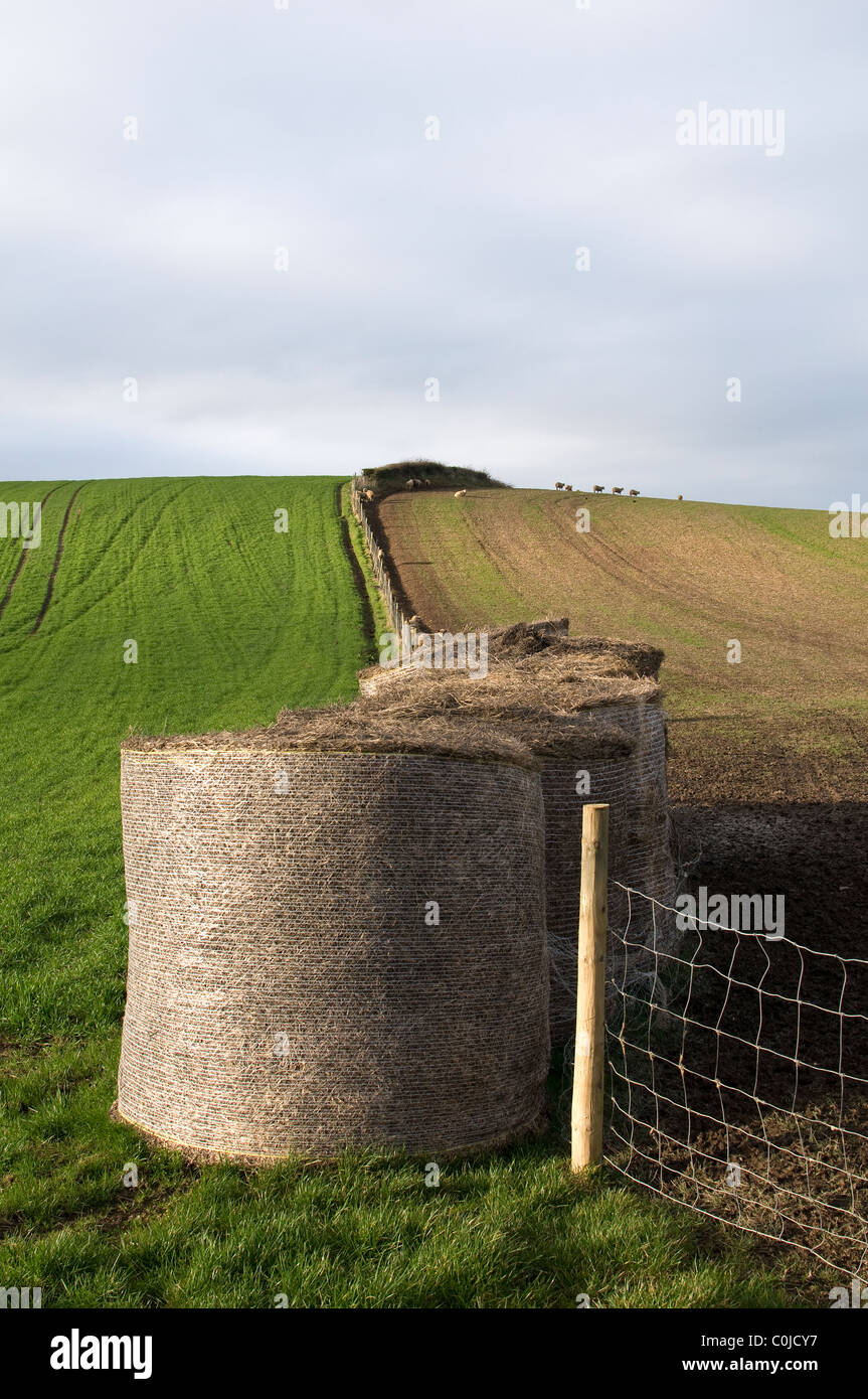 Rundballen und Hecke in Devon, die Felder mit Schafen nach Hause auf skyline,,Devon.path, Weg, Feld, Natur, ländliche, Erbse Rollen Stockfoto