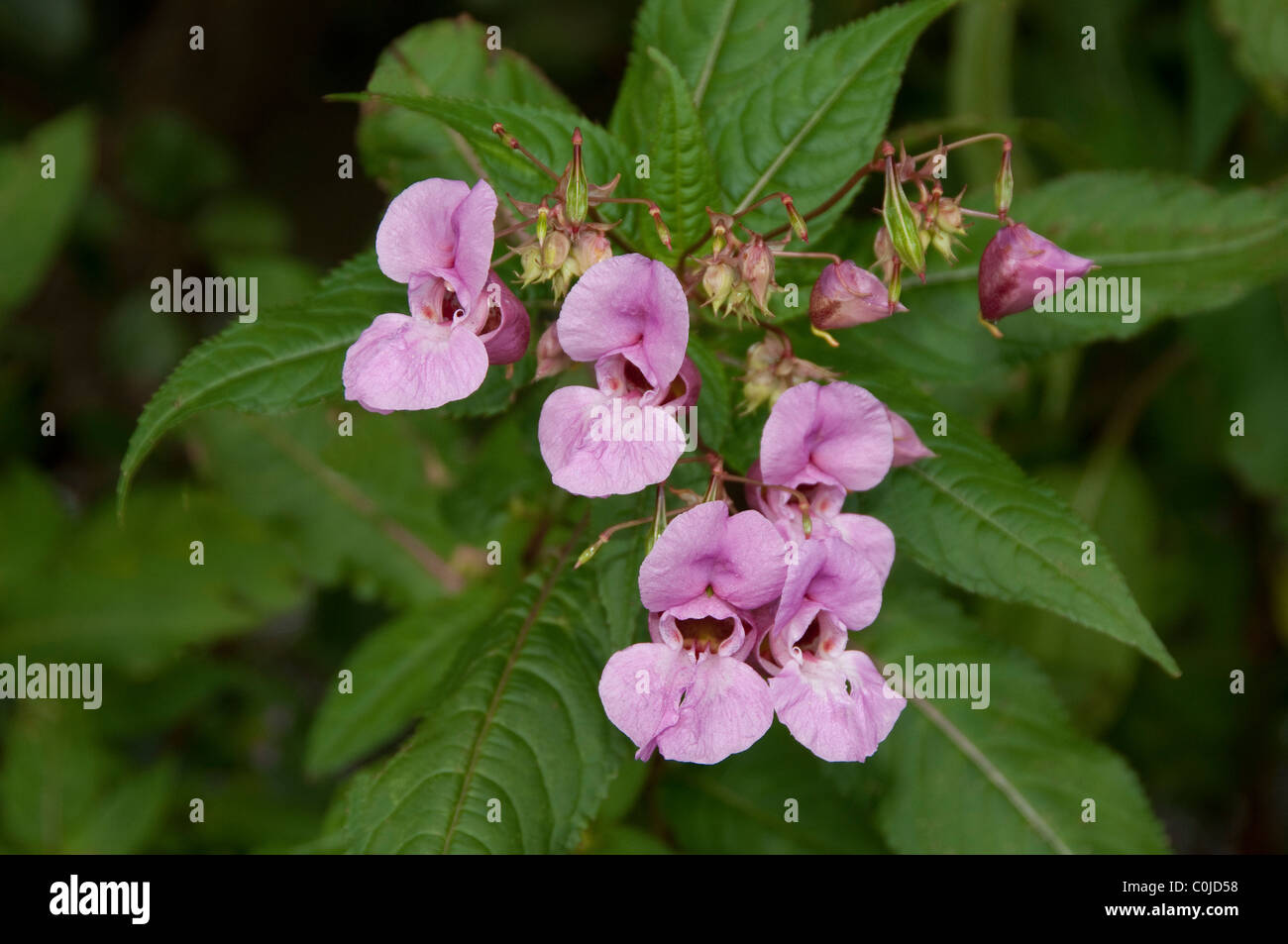 Kleines Springkraut (Impatiens Parviflora), blühende Pflanze. Stockfoto