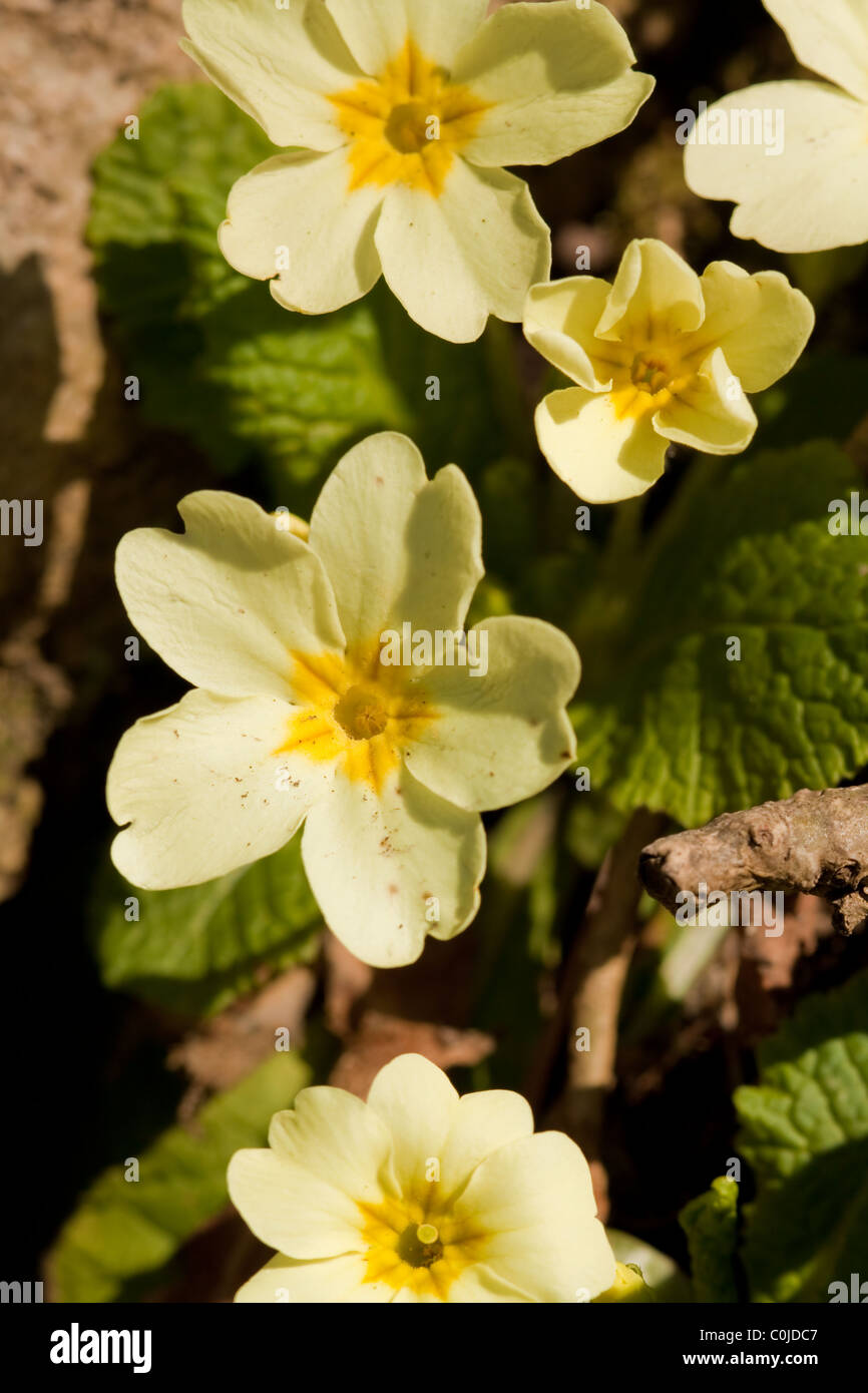 Gelbe Primel im Hintergrund Natur hautnah Stockfoto