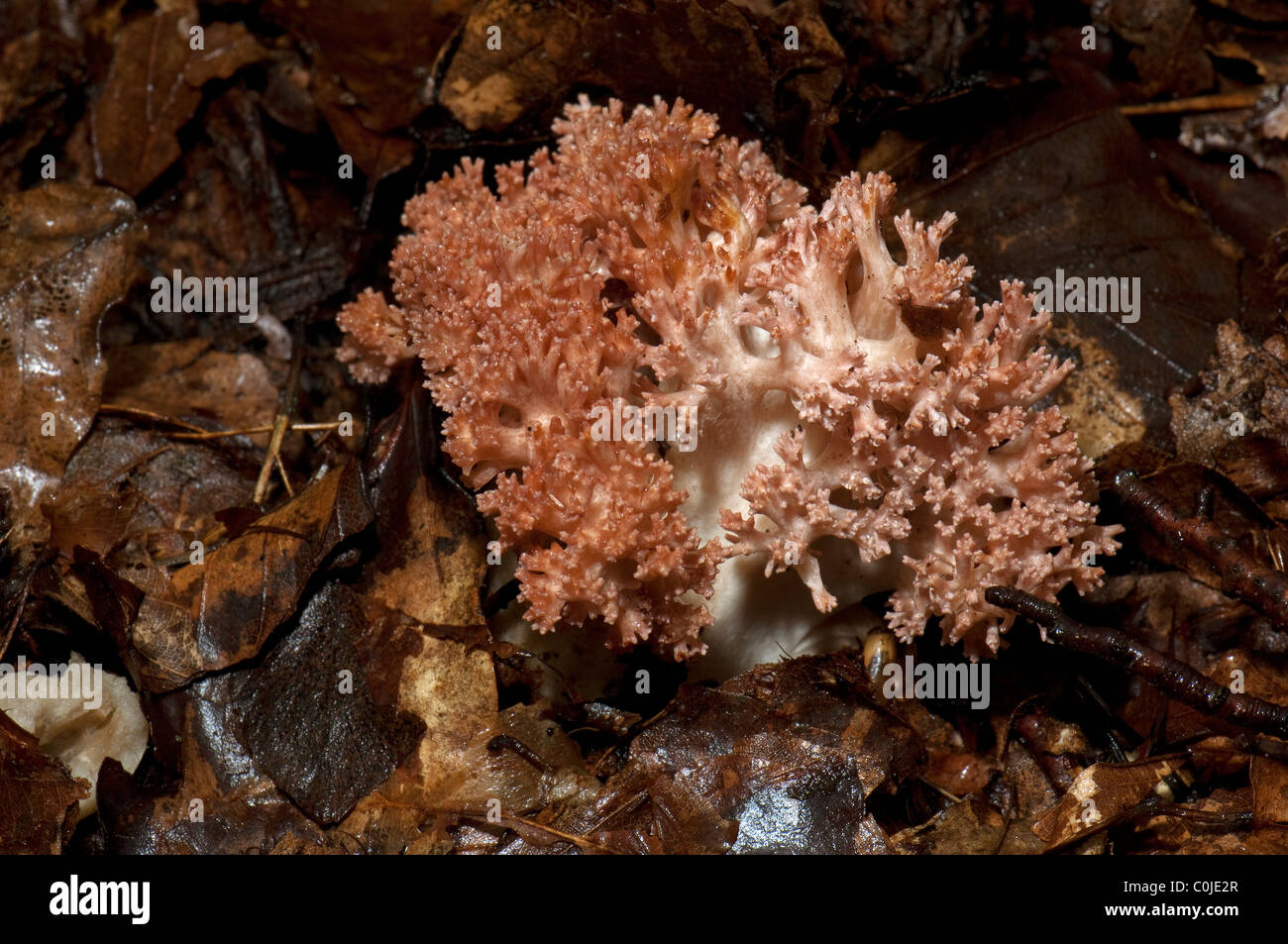 Caulilower Koralle (Ramaria Botrytis), Fruchtbildung Körper auf dem Waldboden. Stockfoto