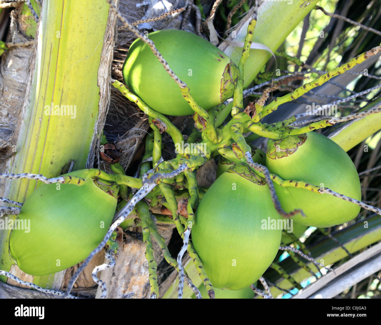 Kokosnüsse Palm Tree ausführlich im tropischen Strand Stockfoto