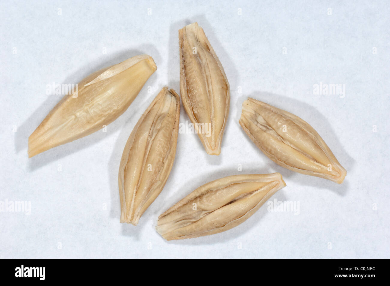 Gerste (Hordeum Vulgare), Samen. Studio Bild vor einem weißen Hintergrund. Stockfoto
