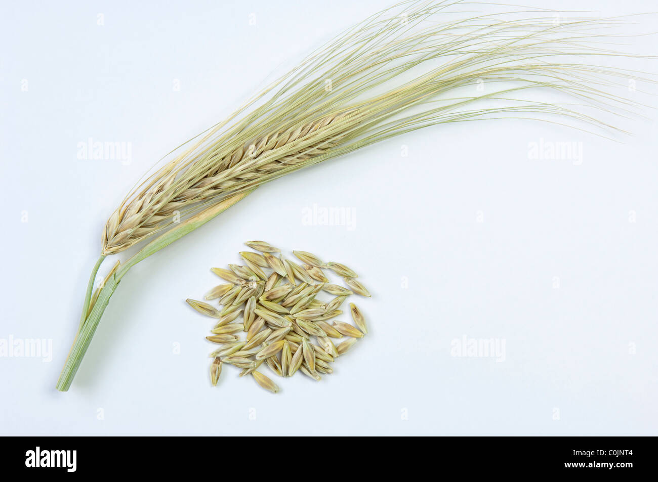 Gerste (Hordeum Zeocrithon), Ohr und Samen. Studio Bild vor einem weißen Hintergrund. Stockfoto