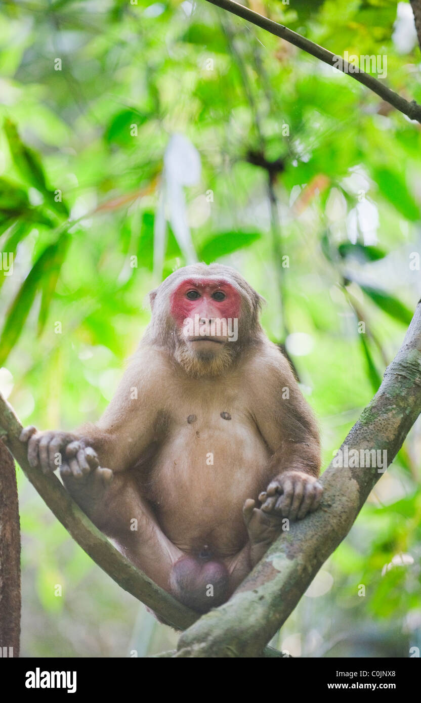 Stumpf-tailed Macaque (Macaca Arctoides) männlich, Gibbon Wildlife Sanctuary, Assam, Indien Stockfoto