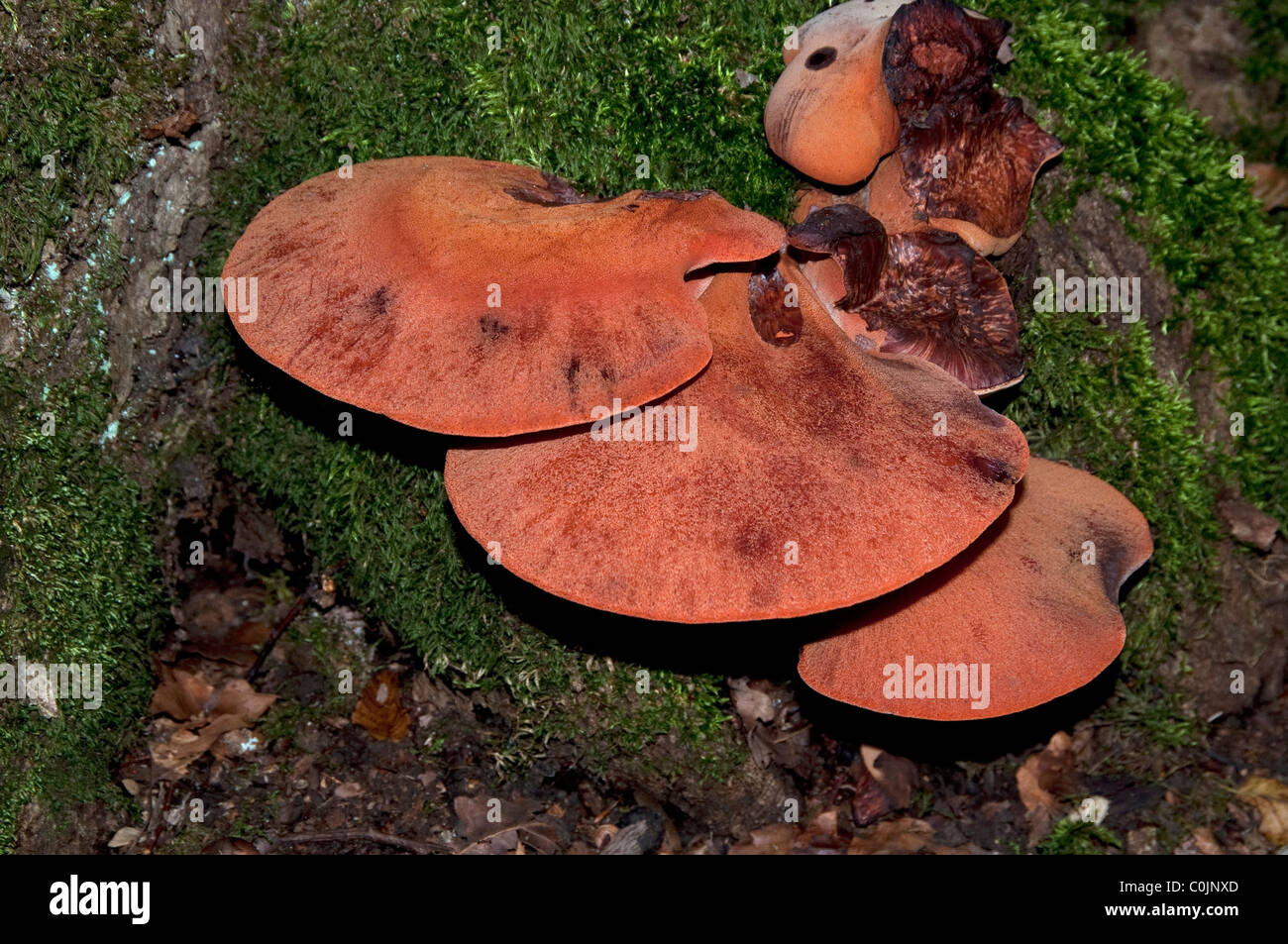 Beefsteak Pilz, Rusty Eiche Pilz (Fistulina Hepatica). Fruchtkörper auf einem alten Eichenstamm Stockfoto