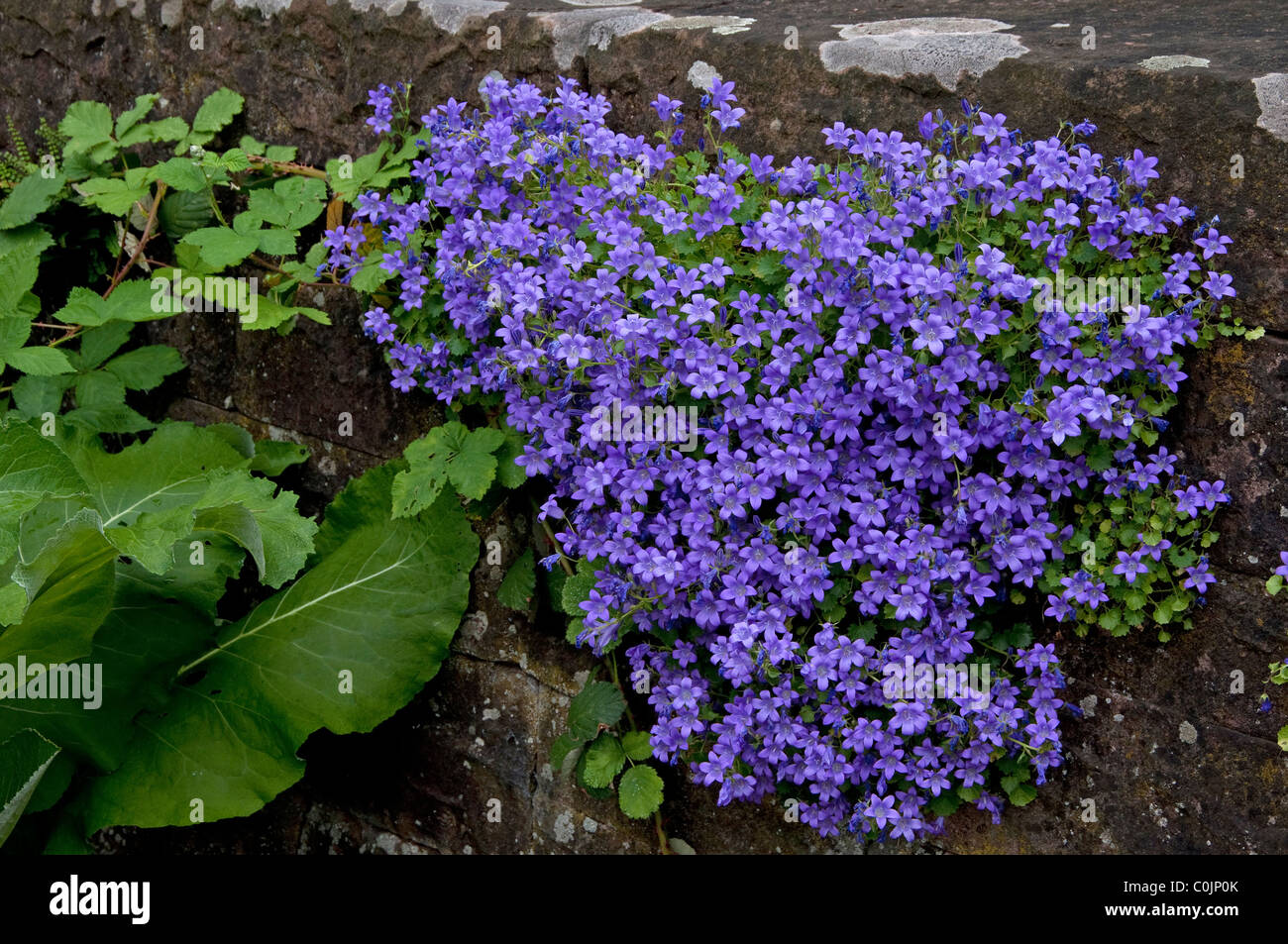 Glockenblume (Campanula sp.). Blühende Pflanze in einer Wand. Stockfoto