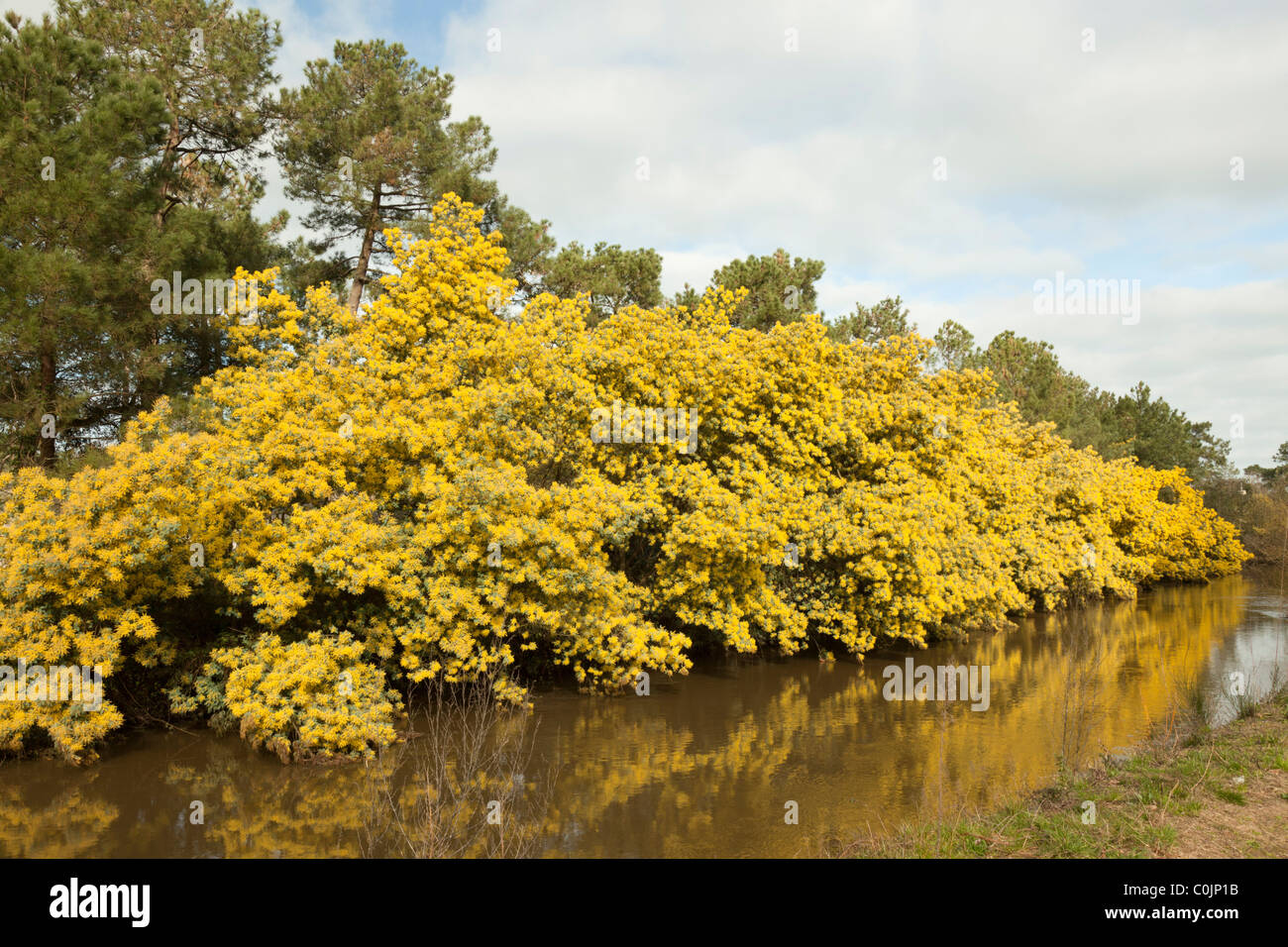 Eine Linie der Mimosenbäume (Acacia Dealbata) in voller Blüte auf einer Bank der Boudigau Fluss (Frankreich) Une Rangée de Mimosen En hiver Stockfoto