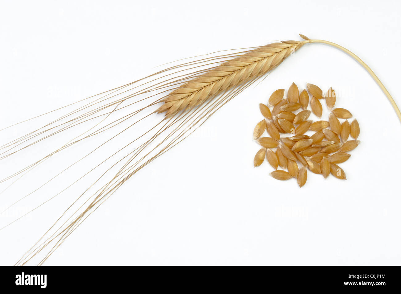 Einkorn Weizen (Triticum Kulturgetreide), Ohr und Samen. Studio Bild vor einem weißen Hintergrund. Stockfoto