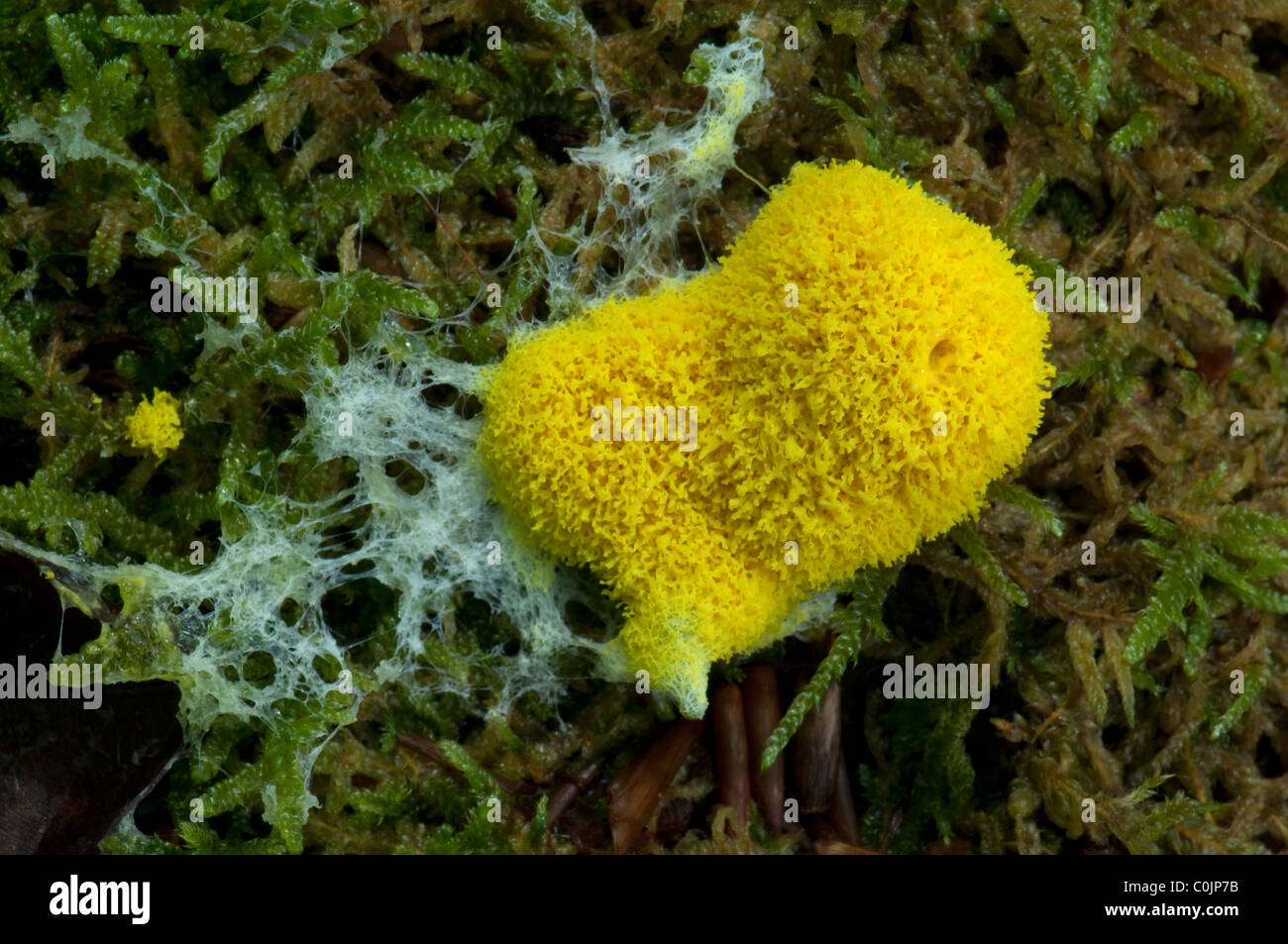 Dog Vomit Slime Mold (Fuligo Septica). Stockfoto