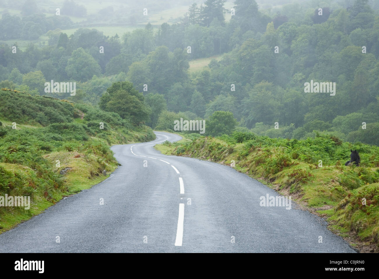 Kurvige Landstraße. Dartmoor-Nationalpark. Devon. England. VEREINIGTES KÖNIGREICH. Stockfoto