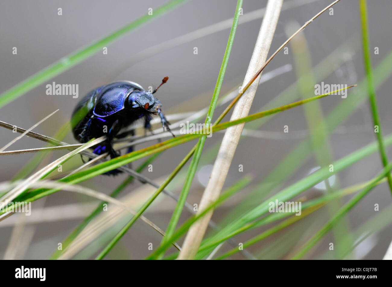 Nahaufnahme des Käfers Geotrupidae Gattung auf dem Gras Stockfoto
