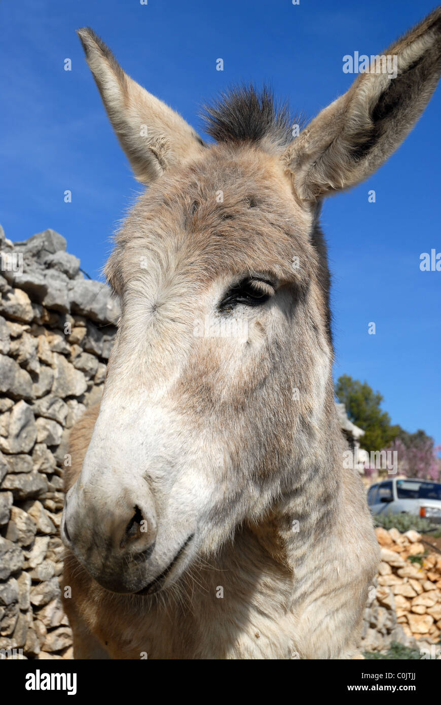 Esel, Benimaurell, Vall de Laguart, Provinz Alicante, Spanien Stockfoto