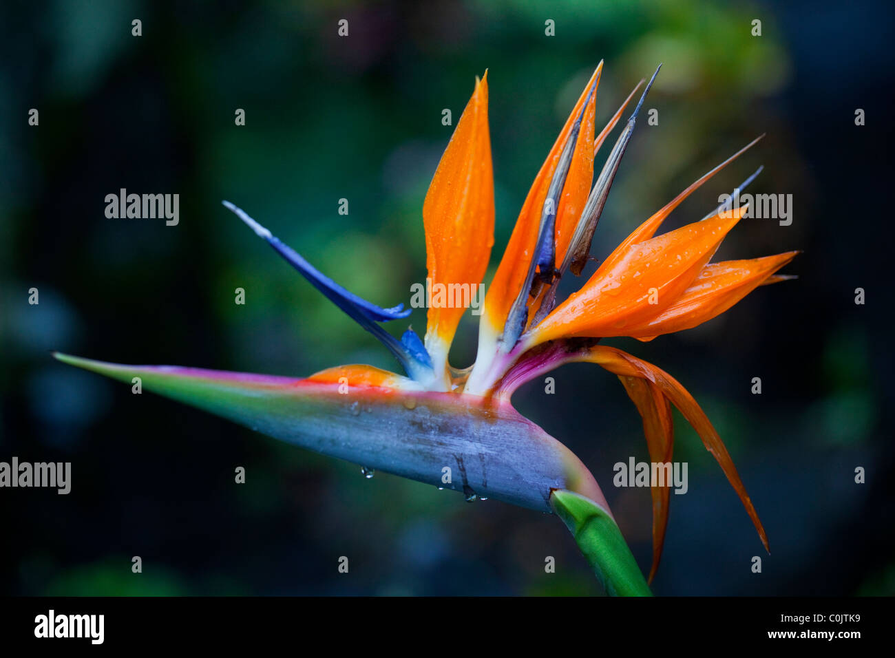 Bird Of Paradise, Hawaii Stockfoto