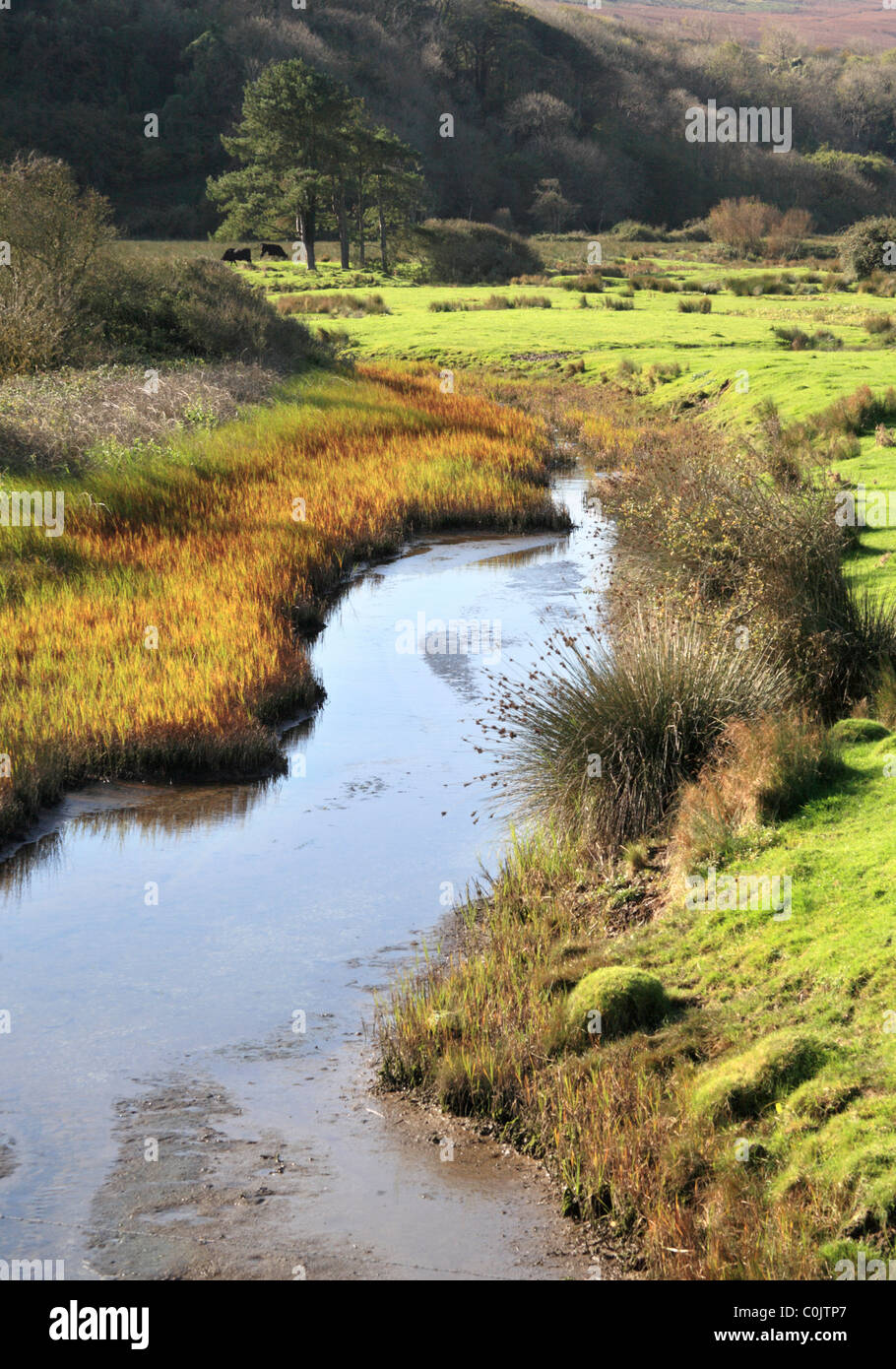 CWN Ivy Marsh auf Gower, South Wales, Australia Stockfoto