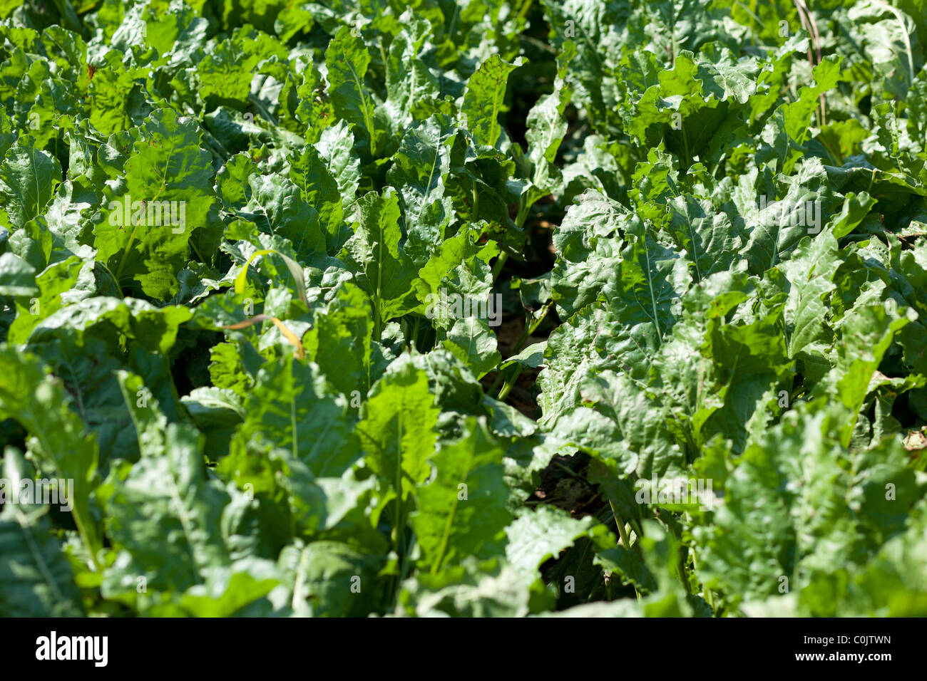 Landwirtschaft landwirtschaftliche Bereich Zuckerrüben rote Beete Stockfoto