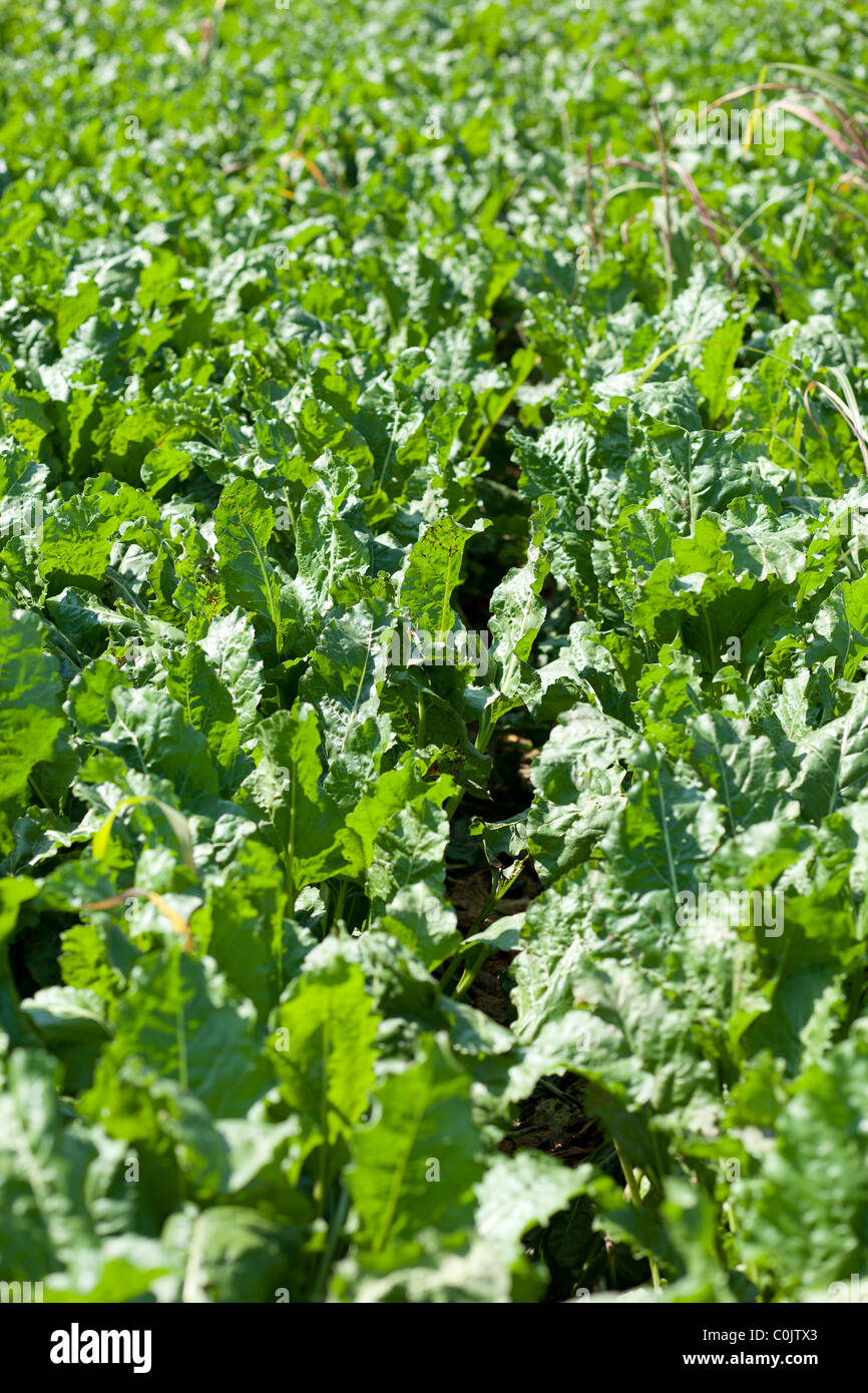 Landwirtschaft landwirtschaftliche Bereich Zuckerrüben rote Beete Stockfoto