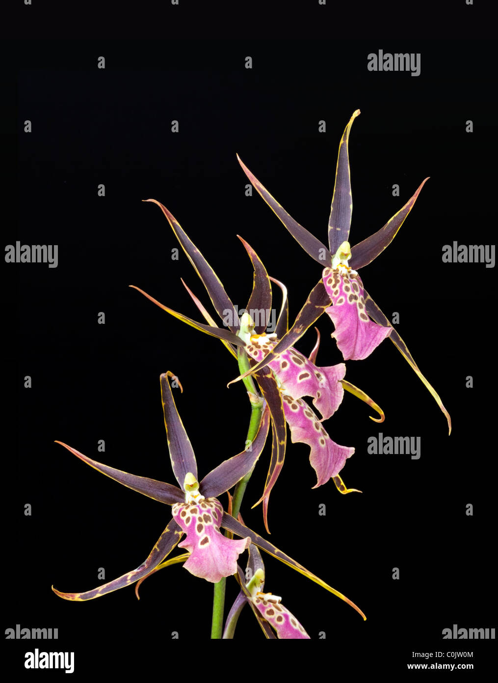 Odontoglossum, Oncidium hybride Orchideen Stockfoto