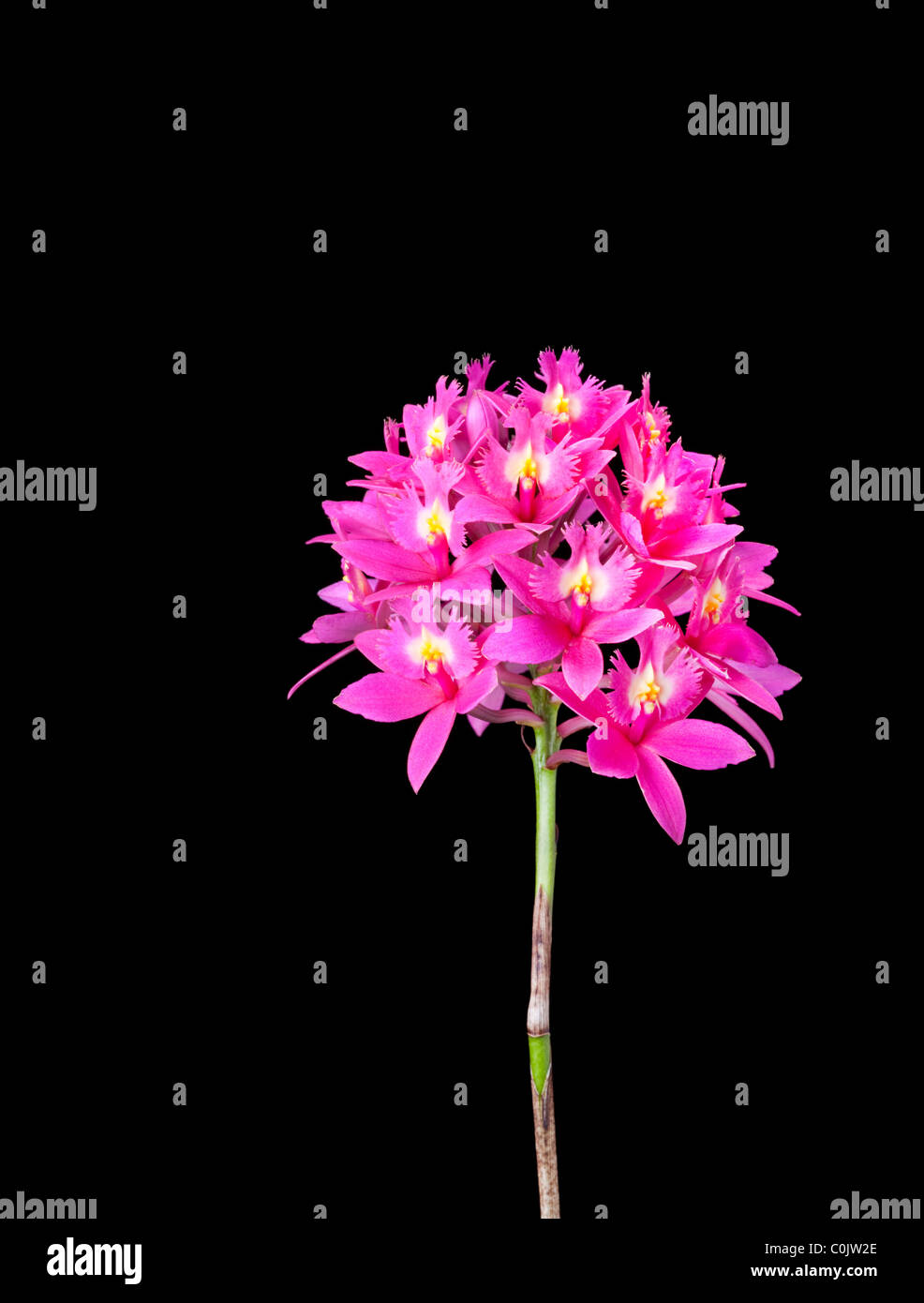 Cluster von Epidendrum Orchideen Stockfoto