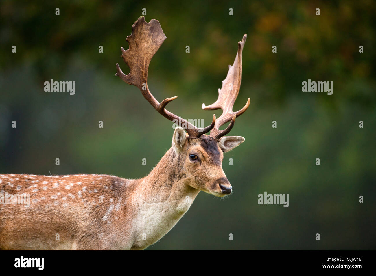 Dama Dama, Bradgate Park, öffentlichen Wildpark in Charnwood Forest, Newton Linford, Leicestershire, UK, Europe Stockfoto