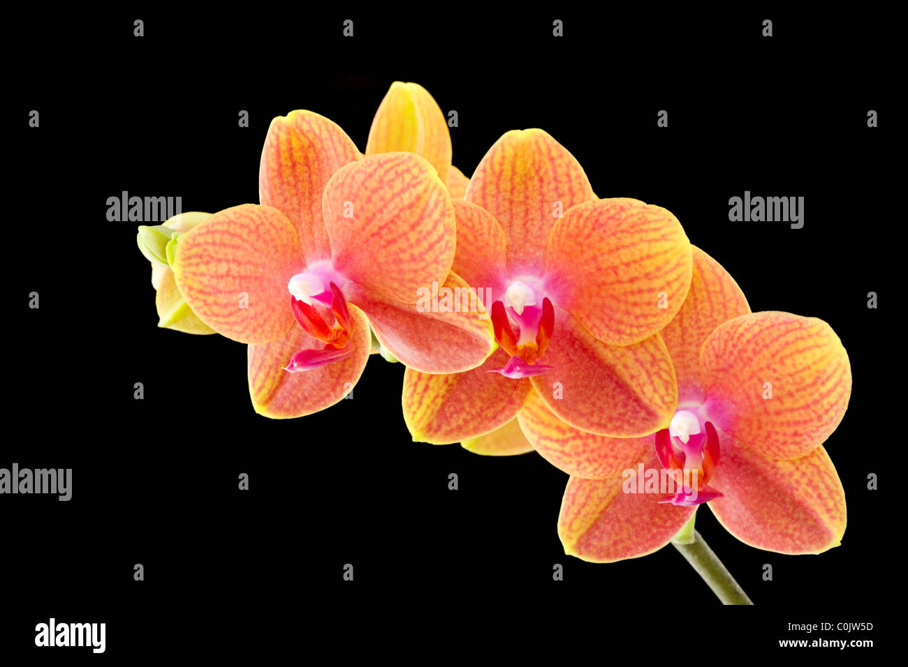 Phalaenopsis-Orchideen auf schwarzem Hintergrund Stockfoto