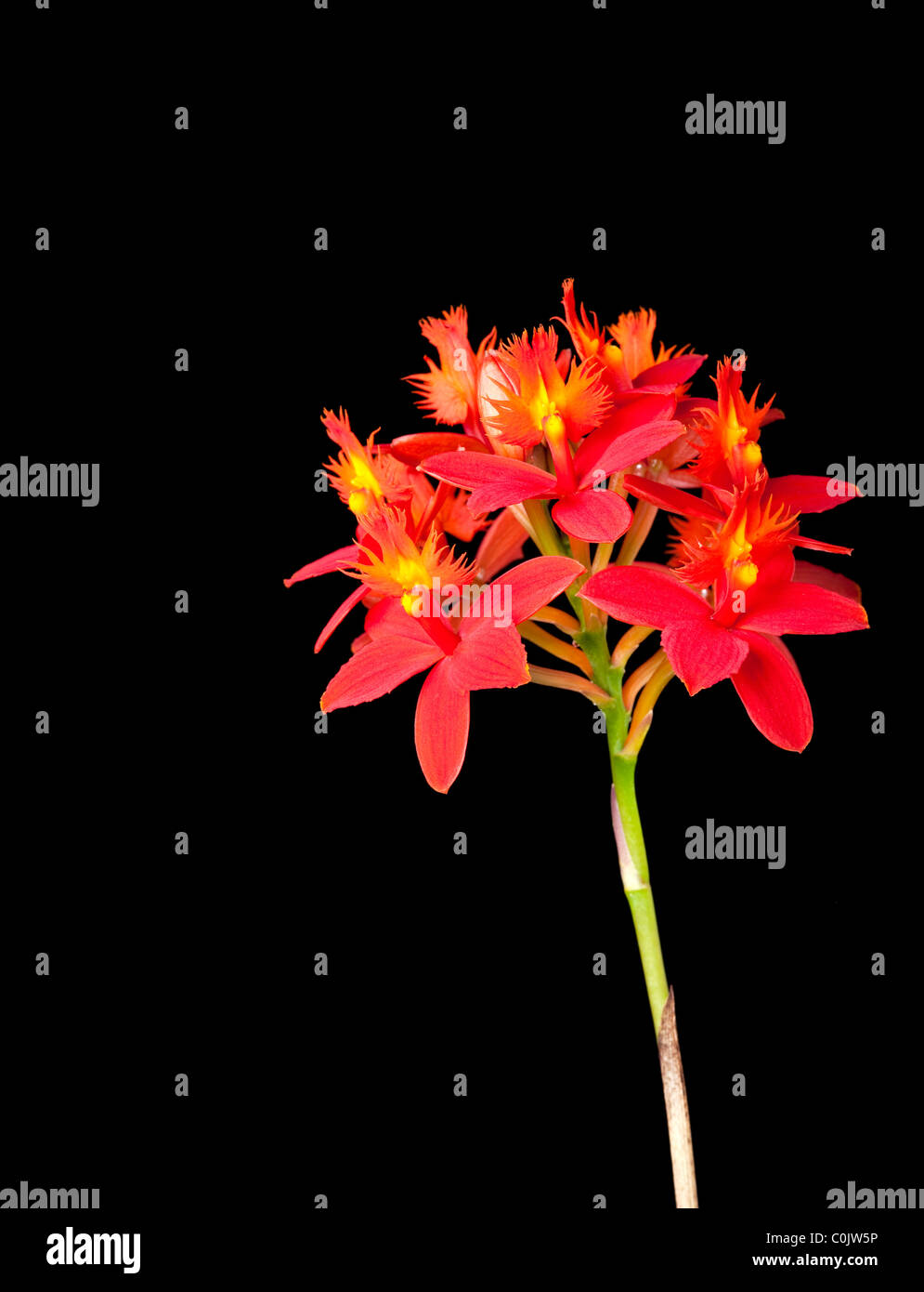 Cluster von Epidendrum Orchideen Stockfoto