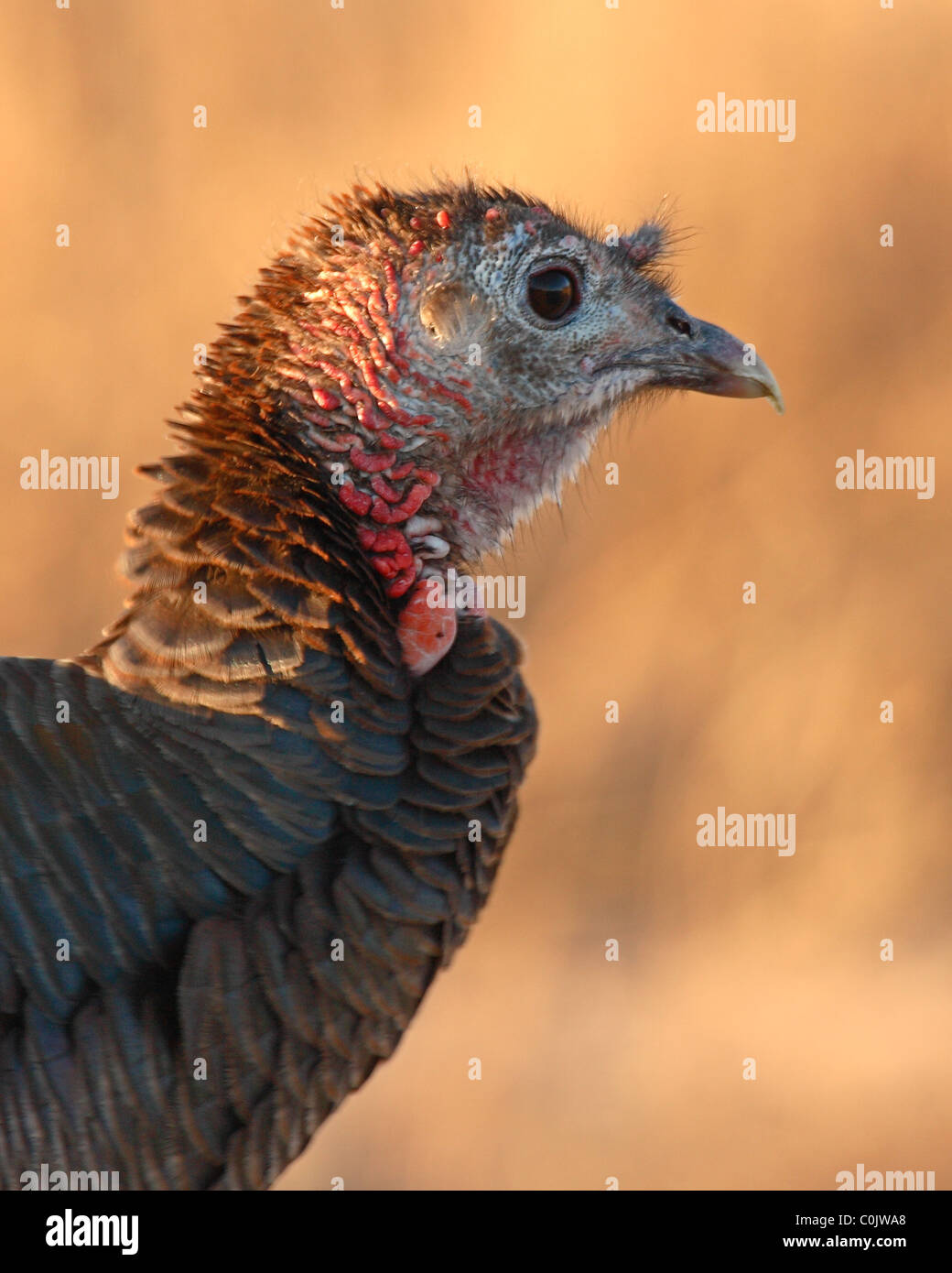 Ein wilder Truthahn Huhn in weiches Licht. Stockfoto