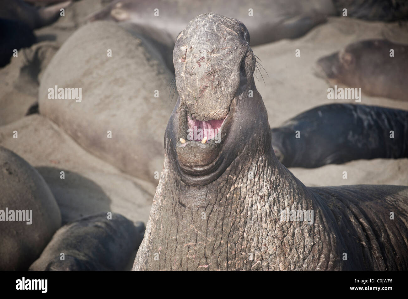 Erwachsene männliche nördlichen See-Elefanten (Mirounga Angustirostris), Piedras Blancas, San Simeon, Kalifornien Stockfoto